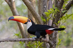 Powerful Prints: South America, Brazil, The Pantanal, toco toucan, Ramphastos toco