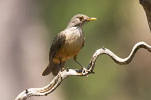 South America, Brazil, The Pantanal, rufous-bellied thrush, Turdus rufiventris