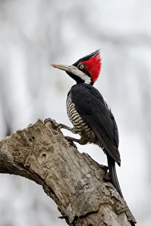 Images Dated 5th September 2016: South America, Brazil, The Pantanal, crimson-crested woodpecker, Campephilus melanoleucus
