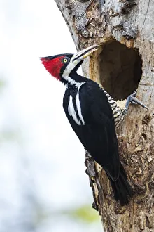 Images Dated 5th September 2016: South America, Brazil, The Pantanal, crimson-crested woodpecker, Campephilus melanoleucus