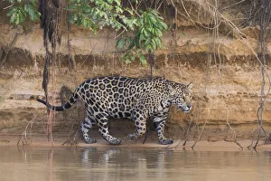 South America, Brazil, The Pantanal, Rio Cuiaba, jaguar, Panthera onca