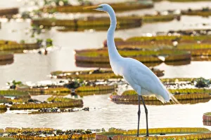 The Pantanal Prints: South America, Brazil, The Pantanal, Porto Jofre, great egret, Ardea alba, giant lily pads