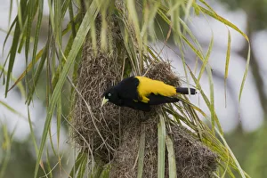 South America, Brazil, The Pantanal, yellow-rumped cacique, Cacicus cela