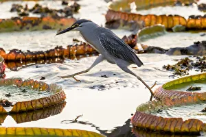 The Pantanal Prints: South America, Brazil, The Pantanal, giant lily pads, Victoria amazonica, straited heron