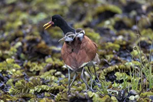 South America, Brazil, The Pantanal, Rio Claro, wattled jacana, Jacana jacana