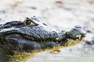 Images Dated 9th September 2016: South America, Brazil, The Pantanal, Rio Cuiaba, black caiman, Caiman niger