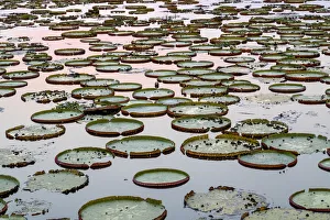 Images Dated 8th September 2016: South America, Brazil, The Pantanal, giant lily pad, Victoria amazonica