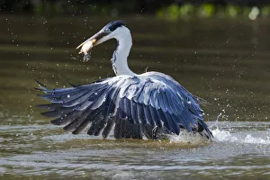 Images Dated 6th September 2016: South America, Brazil, The Pantanal, Rio Claro, cocoi heron, Ardea cocoi