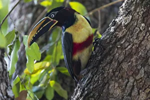 South America, Brazil, The Pantanal, chestnut-eared aracari, Pteroglossus castanotis
