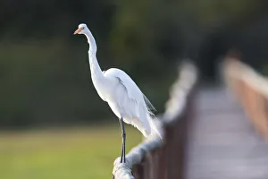 Images Dated 8th September 2016: South America, Brazil, The Pantanal, Porto Jofre, great egret, Ardea alba
