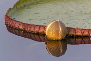Opening Prints: South America, Brazil, The Pantanal, giant lily pad, Victoria amazonica