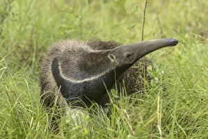 Images Dated 19th November 2014: South America, Brazil, Pantanal. Giant anteater igrass