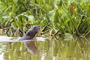 Images Dated 12th September 2016: South America, Brazil, The Pantanal, giant otter, Pteronura brasiliensis