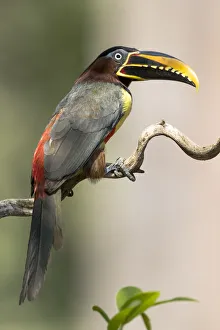 Images Dated 14th September 2016: South America, Brazil, The Pantanal, chestnut-eared aracari, Pteroglossus castanotis