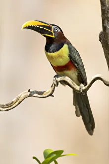 South America, Brazil, The Pantanal, chestnut-eared aracari, Pteroglossus castanotis