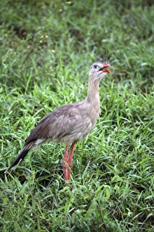 Images Dated 7th March 2009: South America, Brazil, Pantanal. The Red-Legged Seriema or Crested Cariama of the Pantanal
