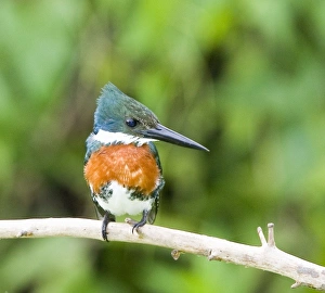 Images Dated 23rd August 2012: South America, Brazil, Pantanal. Ringed kingfisher perched on limb