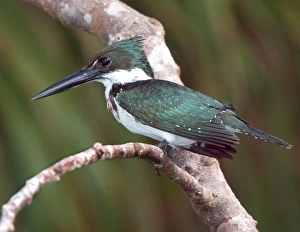 South America, Brazil, Pantanal. Green kingfisher perched on tree limb