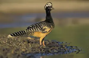 Theo Allofs Prints: South America, Brazil, Pantanal Bare-faced currasow (Crax fasciolata)