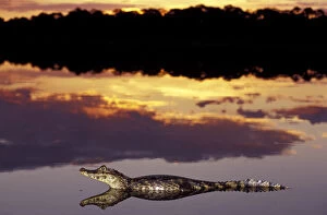 South America, Brazil, Pantanal Caiman (Caiman crocodilius yacare) in lagoon at sunset