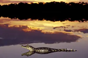 Surreal Prints: South America, Brazil, Pantanal Caiman (Caiman crocodilius yacare) in lagoon at sunset