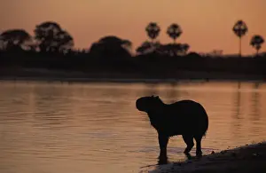 Images Dated 9th May 2011: South America, Brazil, Pantanal Capybara (Hydrochoerus hydroaeris) walking into river at sunrise
