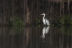 Vines Prints: South America, Brazil, The Pantanal cocoi heron, Ardea cocoi
