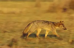Theo Allofs Prints: South America, Brazil, Pantanal Crab-eating fox (Cerdocyon thous)