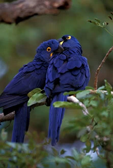 South America, Brazil, Pantanal Hyacinth Macaw pair in tree roost