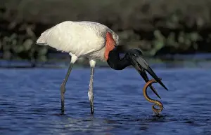 Skill Prints: South America, Brazil, Pantanal Jabiru (Jabiru mycteria) catching snake