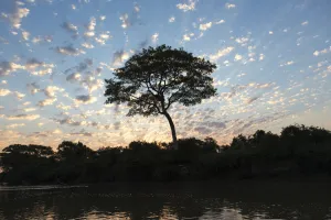 The Pantanal Prints: South America, Brazil, The Pantanal, Rio Negro