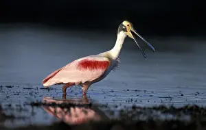 Theo Allofs Prints: South America, Brazil, Pantanal Roseate spoonbill (Ajaia ajaja) Note: May not