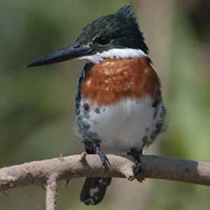 Images Dated 28th August 2012: South America, Brazil, The Pantanal Wetland, Green Kingfisher (Chloroceryle americana)