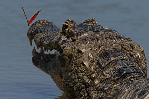 Images Dated 29th August 2012: South America, Brazil, Pantanal Wetlands, Yacare Caiman (Caiman yacare) and Butterfly