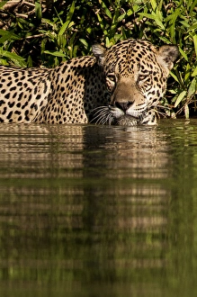 Images Dated 30th August 2012: South America, Brazil, Pantanal Wetlands, Jaguar (Panthera onca) preparing to cross