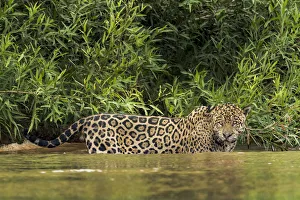 South America, Brazil, Pantanal. Wild jaguar in water