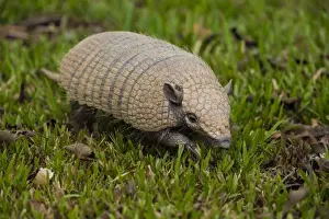 Brazil Prints: South America. Brazil. A pichi, or dwarf armadillo (Zaedyus pichiy) in the Pantanal