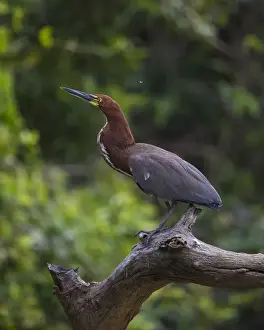 Brazil Prints: South America. Brazil. A rufescent tiger heron (Tigrisoma lineatum) perches on a