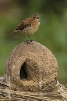 Brazil Prints: South America. Brazil. A Rufous Hornero (Furnarius rufus) atop its oven-like