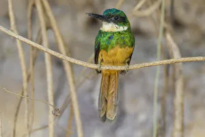 Images Dated 26th September 2012: South America. Brazil. A rufous-tailed jacamar (Galbula ruficauda) found in the Pantanal