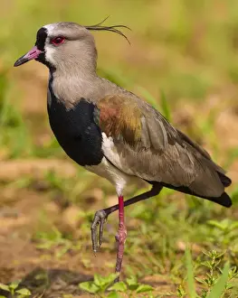 Brazil Prints: South America. Brazil. A southern lapwing (Vanellus chilensis) foraging along