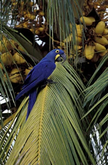 South America, Brazil, southern Panatal Hyacinth macaw in palm tree