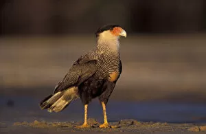 Images Dated 29th August 2003: South America, Brazil, southern Pantanal Crested caracara (Polyborus plancus)