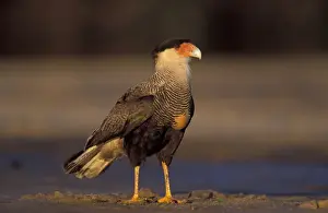 Theo Allofs Prints: South America, Brazil, southern Pantanal Crested caracara (Polyborus plancus)