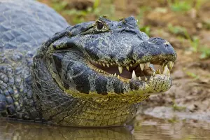 South America. Brazil. A spectacled caiman (Caiman crocodilus) commonly found in the Pantanal