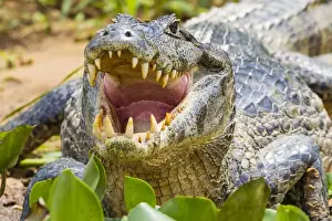 Images Dated 26th September 2012: South America. Brazil. A spectacled caiman (Caiman crocodilus) commonly found in the Pantanal