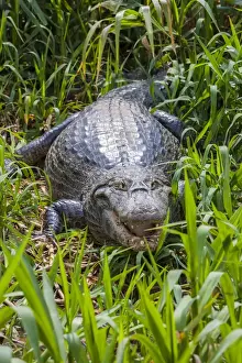 Images Dated 26th September 2012: South America. Brazil. A spectacled caiman (Caiman crocodilus) commonly found in the Pantanal