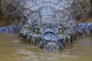 Brazil Prints: South America. Brazil. A spectacled caiman (Caiman crocodilus) commonly found in the Pantanal