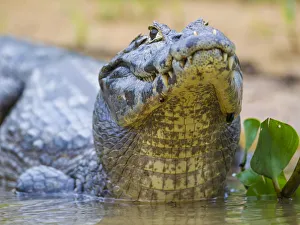 Images Dated 22nd September 2012: South America. Brazil. A spectacled caiman (Caiman crocodilus) commonly found in the Pantanal