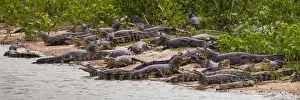 Ralph H Bendjebar Prints: South America. Brazil. Spectacled caimans (Caiman crocodilus) in the Pantanal